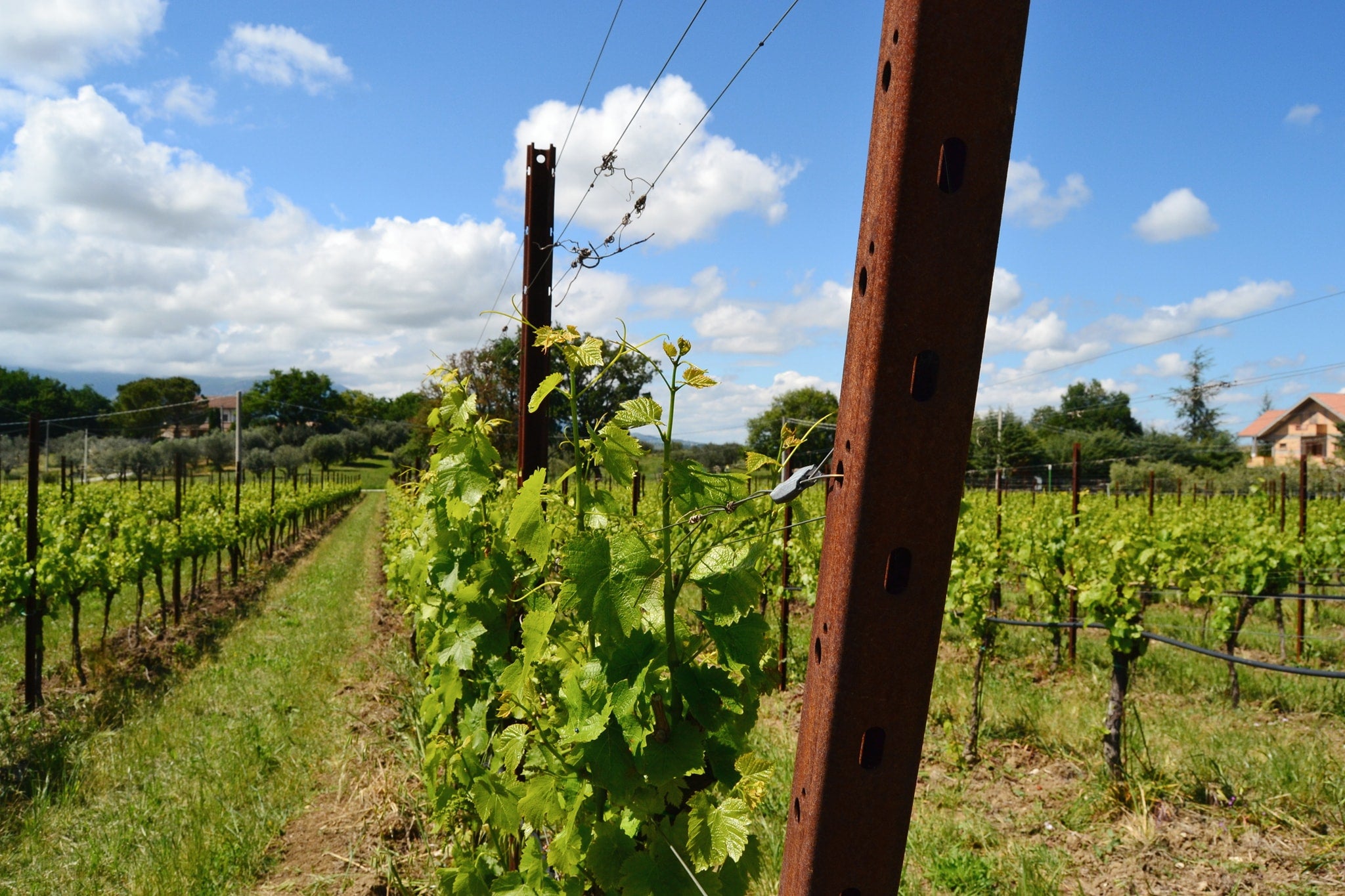Corten End Trellis Post 2.8m (x100)