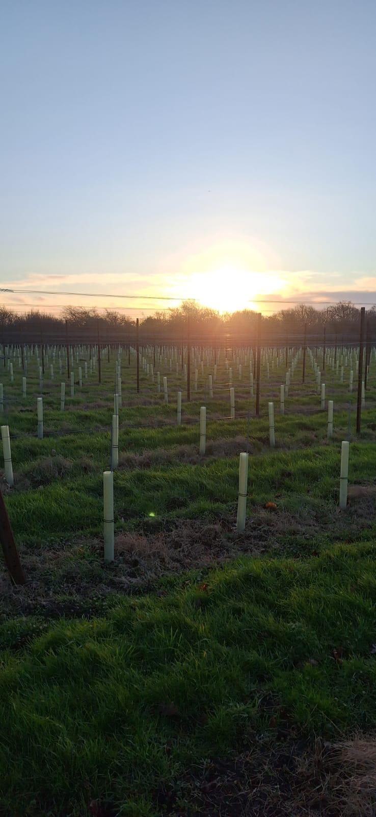 Tubex Vinewraps (box of 60)