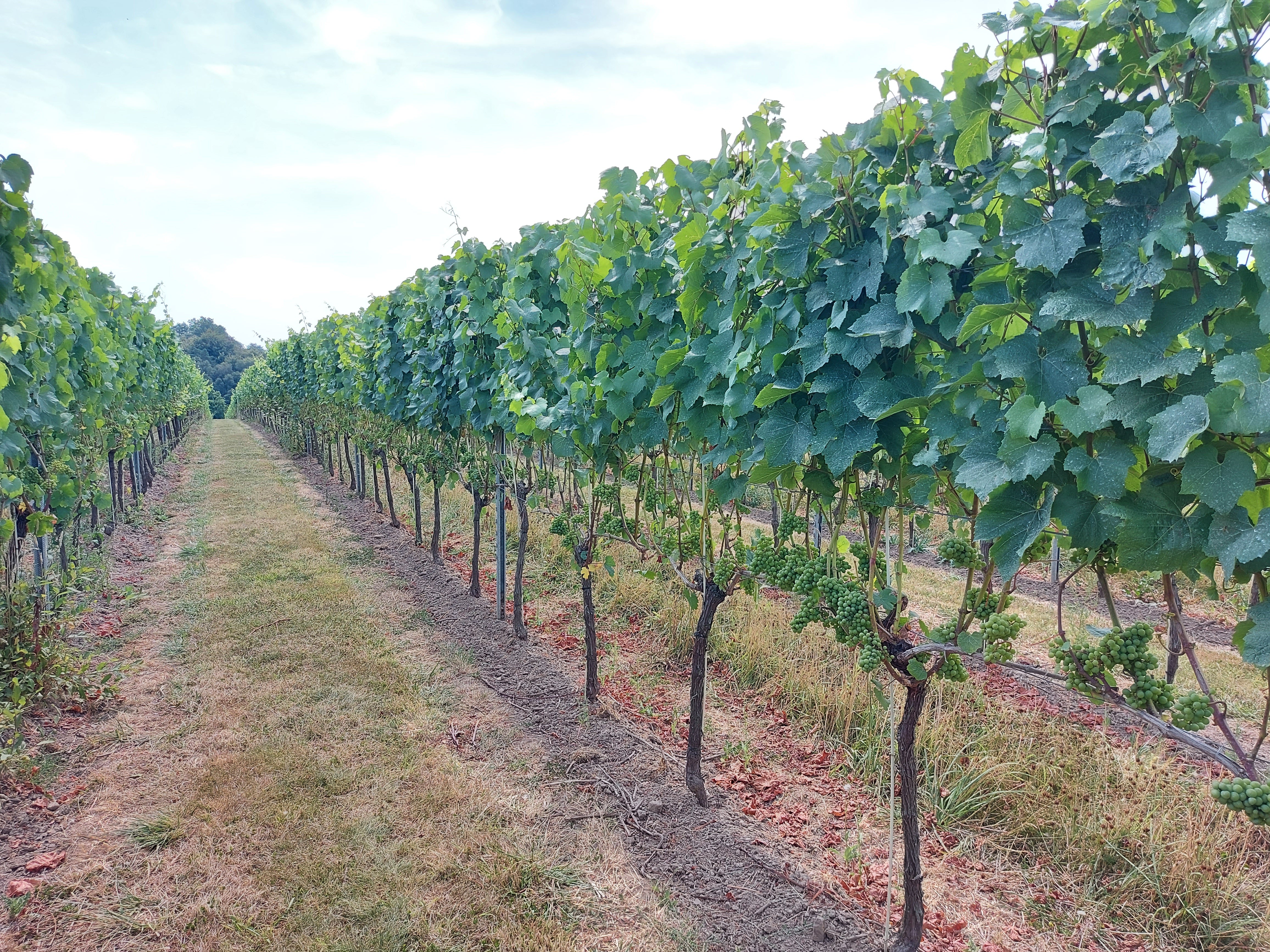 Vineyard Ties and Clips