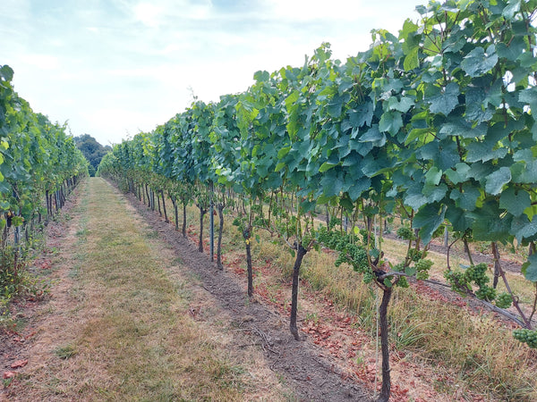 Vineyard Ties and Clips