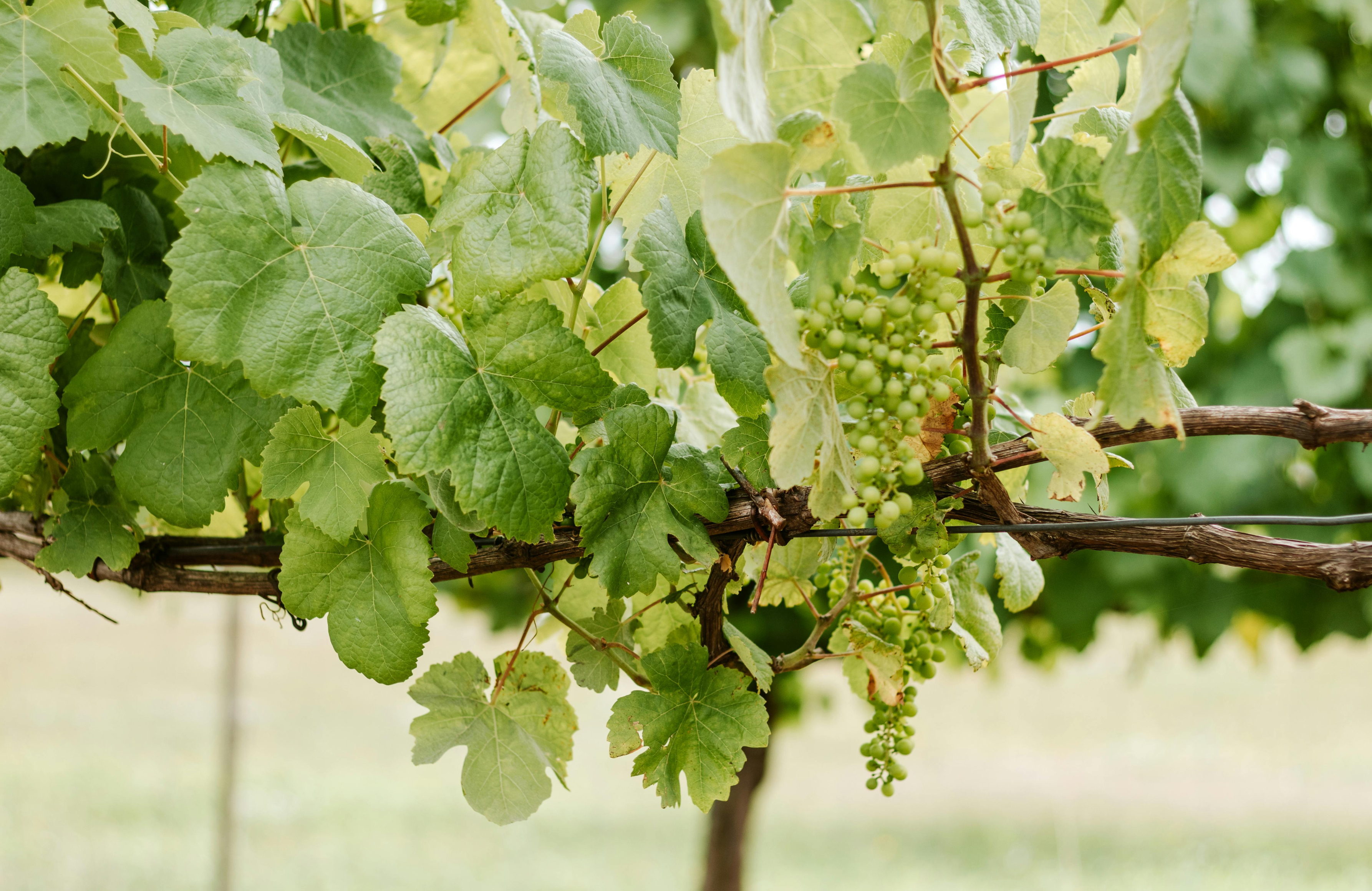 Vine Rods and Guards