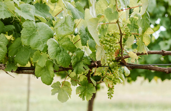 Vine Rods and Guards