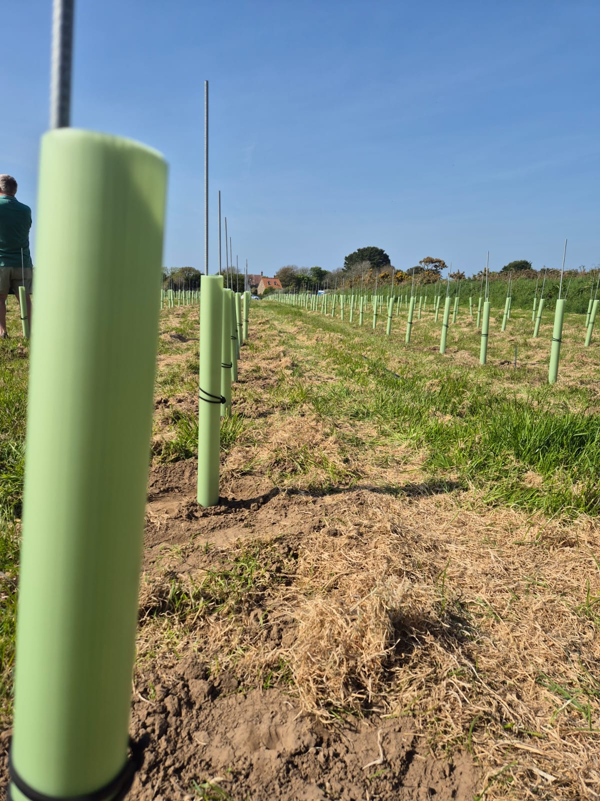 Vine Rods and Guards