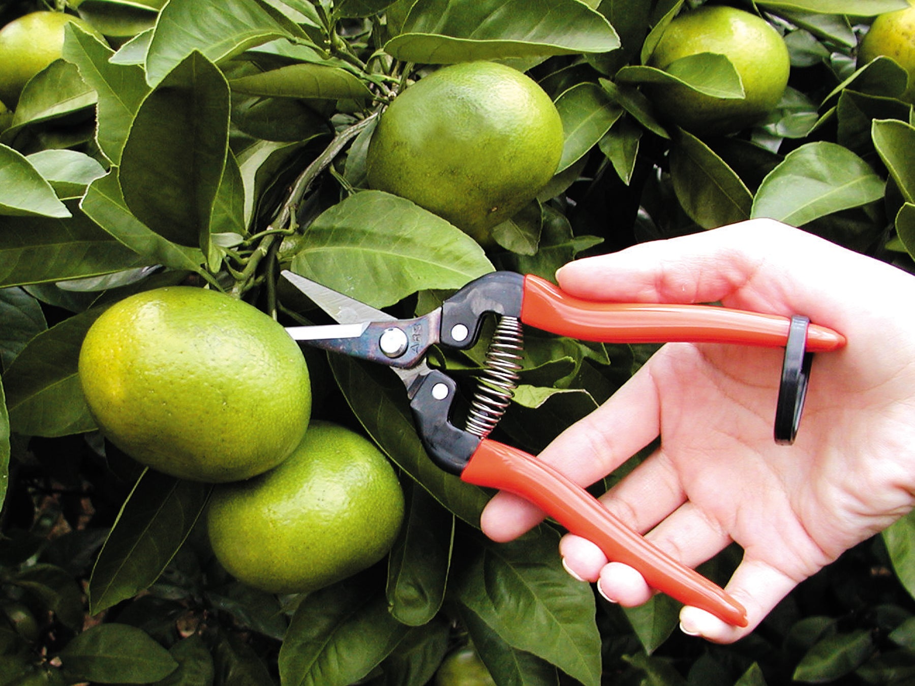 ARS Harvesting Shears 300L