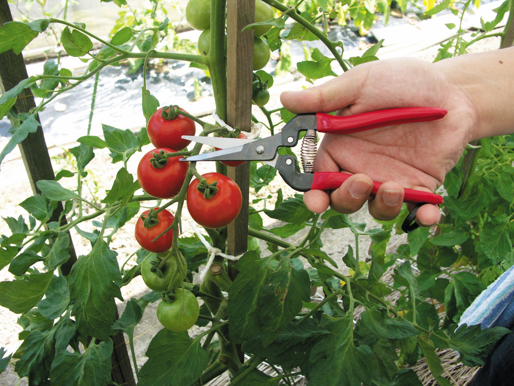 ARS Harvesting Shears 300L