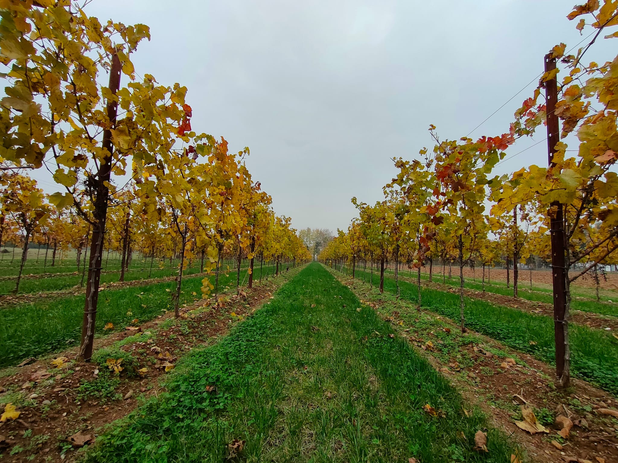 Corten Intermediate Trellis Post 2.5m (x250)