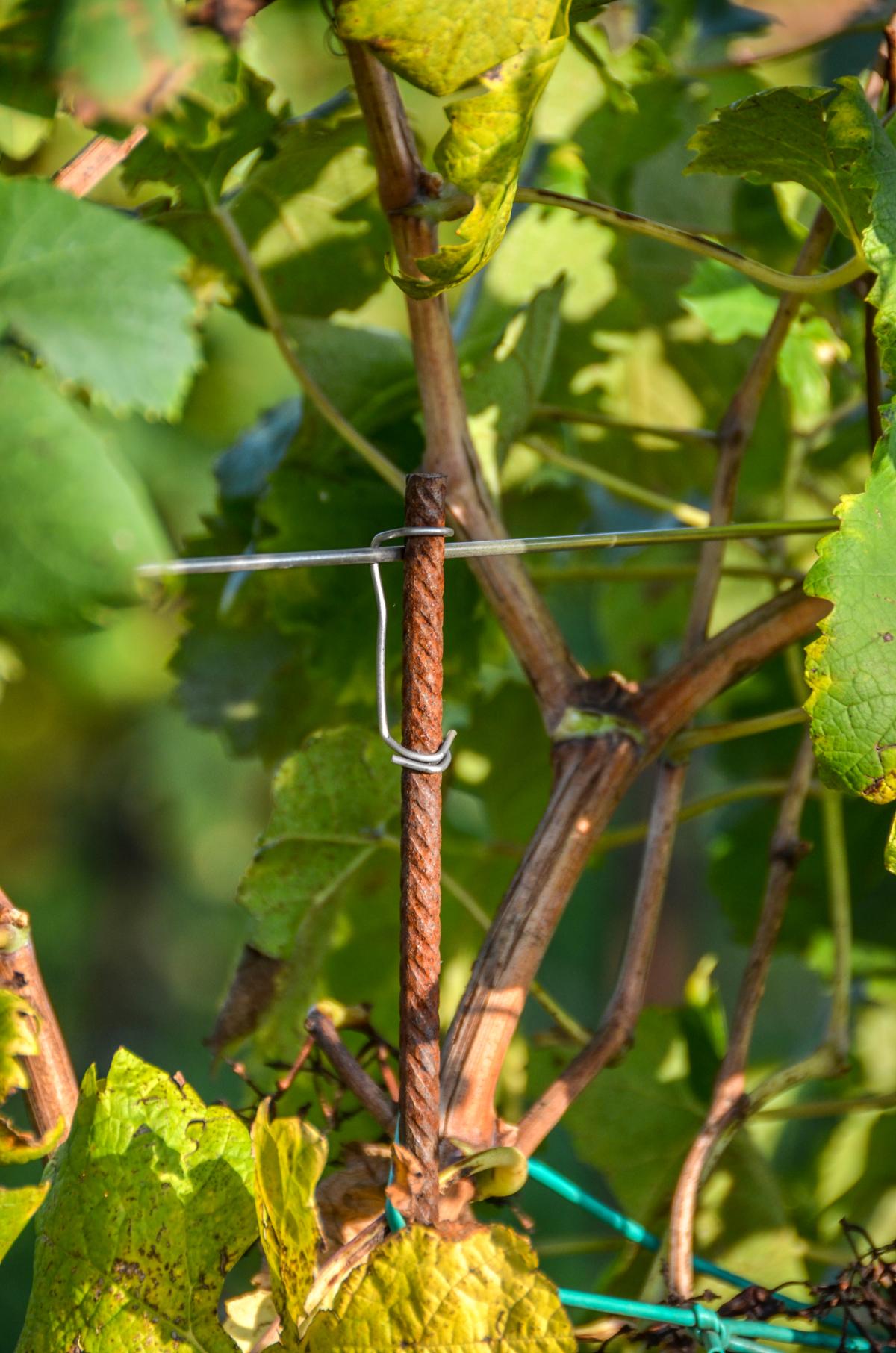 Tutor Clips for 6-10mm rod (box of 2000)